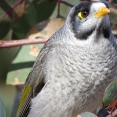 Manorina melanocephala (Noisy Miner) at Red Hill Nature Reserve - 14 Jun 2018 by roymcd