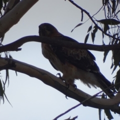 Hieraaetus morphnoides (Little Eagle) at Red Hill, ACT - 14 Jun 2018 by roymcd