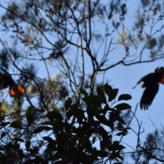 Calyptorhynchus lathami lathami (Glossy Black-Cockatoo) at Monga National Park - 17 Mar 2018 by MBurston