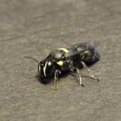 Hylaeus (Hylaeorhiza) nubilosus (A yellow-spotted masked bee) at Conder, ACT - 28 Dec 2017 by MichaelBedingfield