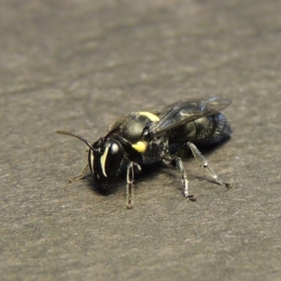 Hylaeus (Hylaeorhiza) nubilosus (A yellow-spotted masked bee) at Conder, ACT - 28 Dec 2017 by michaelb
