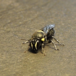 Hylaeus (Hylaeorhiza) nubilosus at Pollinator-friendly garden Conder - 28 Dec 2017 09:20 PM