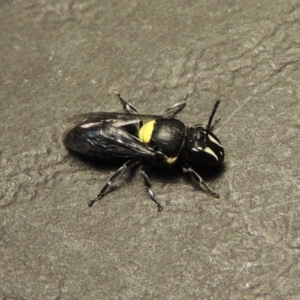 Hylaeus (Hylaeorhiza) nubilosus at Pollinator-friendly garden Conder - 28 Dec 2017 09:20 PM