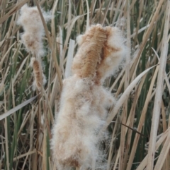 Typha sp. (Cumbungi) at Campbell, ACT - 28 May 2018 by MichaelBedingfield