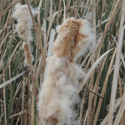 Typha sp. (Cumbungi) at Campbell, ACT - 28 May 2018 by MichaelBedingfield