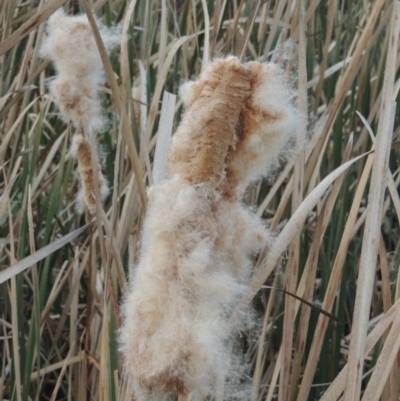 Typha sp. (Cumbungi) at Jerrabomberra Wetlands - 28 May 2018 by michaelb