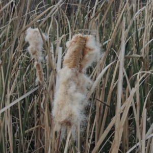 Typha sp. at Campbell, ACT - 28 May 2018