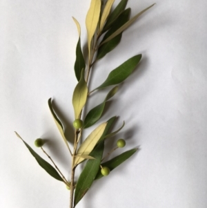 Olea europaea subsp. cuspidata at Campbell, ACT - 17 Jun 2018