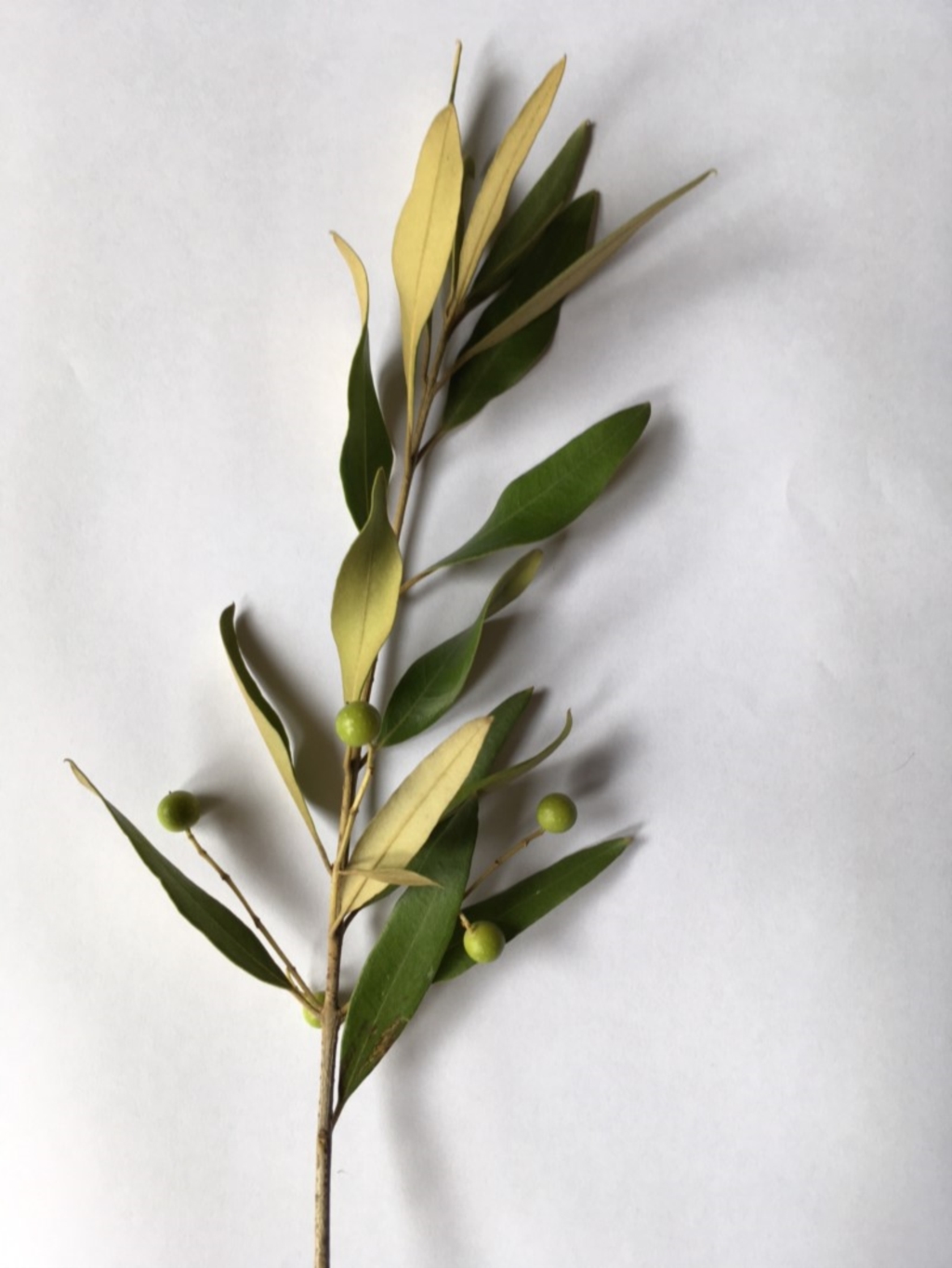 Olea europaea subsp. cuspidata at Campbell, ACT - 17 Jun 2018