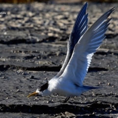 Thalasseus bergii (Crested Tern) at Dolphin Point, NSW - 20 Jul 2016 by Charles Dove