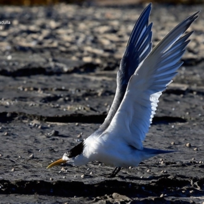 Thalasseus bergii (Crested Tern) at Dolphin Point, NSW - 21 Jul 2016 by CharlesDove