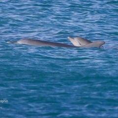 Tursiops truncatus (Bottlenose Dolphin) at Undefined - 20 Jul 2016 by CharlesDove