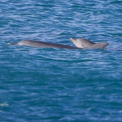 Tursiops truncatus (Bottlenose Dolphin) at Undefined - 19 Jul 2016 by Charles Dove