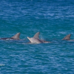 Tursiops truncatus at undefined - 20 Jul 2016