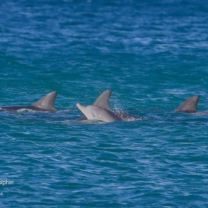 Tursiops truncatus at undefined - 20 Jul 2016 12:00 AM