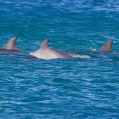 Tursiops truncatus at undefined - 20 Jul 2016