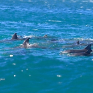 Tursiops truncatus at undefined - 20 Jul 2016