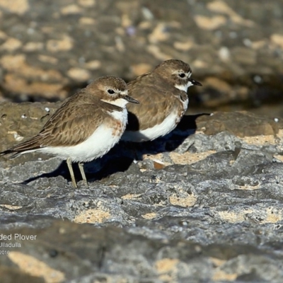 Anarhynchus bicinctus (Double-banded Plover) at Wairo Beach and Dolphin Point - 20 Jul 2016 by Charles Dove