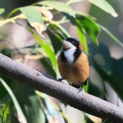 Acanthorhynchus tenuirostris (Eastern Spinebill) at Burrill Lake Aboriginal Cave Walking Track - 19 Jul 2016 by CharlesDove