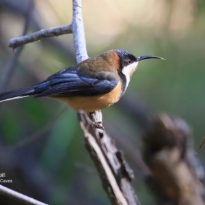 Acanthorhynchus tenuirostris at Burrill Lake Aboriginal Cave Walking Track - 19 Jul 2016