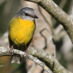 Eopsaltria australis (Eastern Yellow Robin) at Burrill Lake, NSW - 19 Jul 2016 by CharlesDove