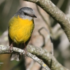 Eopsaltria australis (Eastern Yellow Robin) at Burrill Lake, NSW - 18 Jul 2016 by Charles Dove