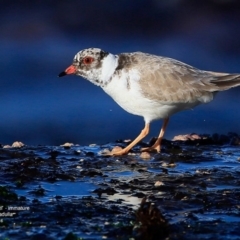 Charadrius rubricollis (Hooded Plover) at Dolphin Point, NSW - 20 Jul 2016 by Charles Dove