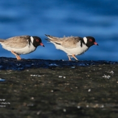 Charadrius rubricollis at suppressed - suppressed