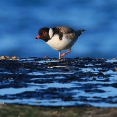 Charadrius rubricollis at suppressed - suppressed