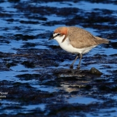 Anarhynchus ruficapillus (Red-capped Plover) at Dolphin Point, NSW - 21 Jul 2016 by CharlesDove