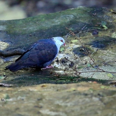 Columba leucomela (White-headed Pigeon) at Meroo National Park - 19 Jul 2016 by CharlesDove