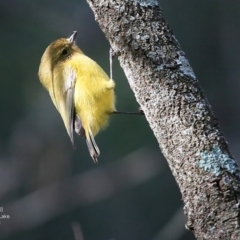 Acanthiza nana (Yellow Thornbill) at Burrill Lake, NSW - 19 Jul 2016 by CharlesDove