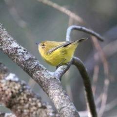 Acanthiza nana at Burrill Lake, NSW - 19 Jul 2016