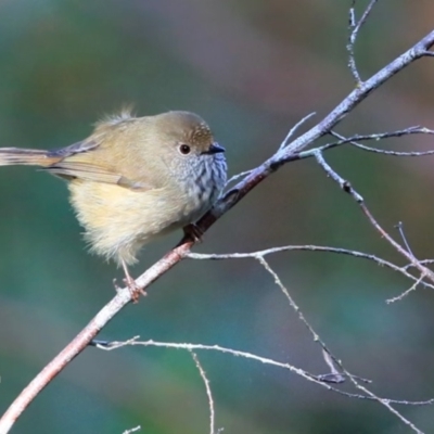 Acanthiza pusilla (Brown Thornbill) at Dolphin Point, NSW - 11 Jul 2016 by Charles Dove