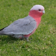 Eolophus roseicapilla (Galah) at Undefined - 12 Jul 2016 by CharlesDove