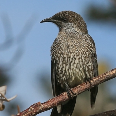 Anthochaera chrysoptera (Little Wattlebird) at Ulladulla, NSW - 13 Jul 2016 by Charles Dove