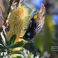 Phylidonyris novaehollandiae (New Holland Honeyeater) at Ulladulla - Warden Head Bushcare - 14 Jul 2016 by CharlesDove