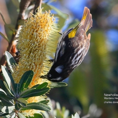 Phylidonyris novaehollandiae (New Holland Honeyeater) at Ulladulla - Warden Head Bushcare - 14 Jul 2016 by CharlesDove