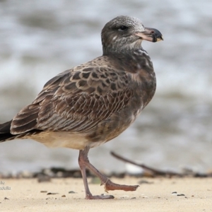 Larus pacificus at undefined - 15 Jul 2016