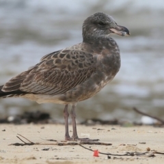 Larus pacificus at undefined - 15 Jul 2016