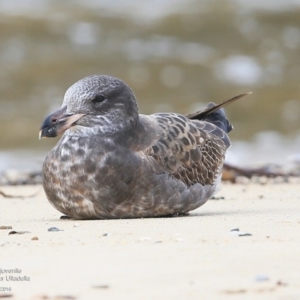 Larus pacificus at undefined - 15 Jul 2016