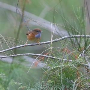 Stipiturus malachurus at Garrads Reserve Narrawallee - 11 Jul 2016