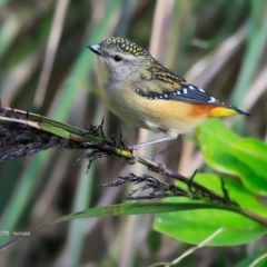 Pardalotus punctatus (Spotted Pardalote) at Red Head Villages Bushcare - 13 Jul 2016 by CharlesDove