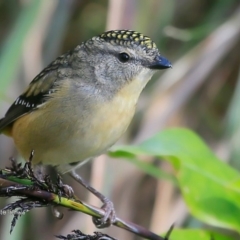 Pardalotus punctatus at Red Head Villages Bushcare - 13 Jul 2016