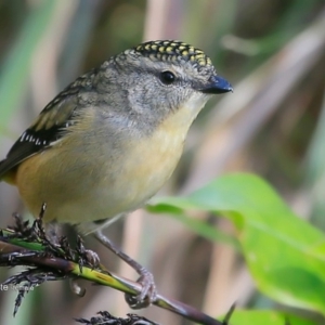 Pardalotus punctatus at Red Head Villages Bushcare - 13 Jul 2016