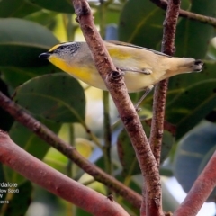 Pardalotus striatus (Striated Pardalote) at Undefined - 13 Jul 2016 by CharlesDove