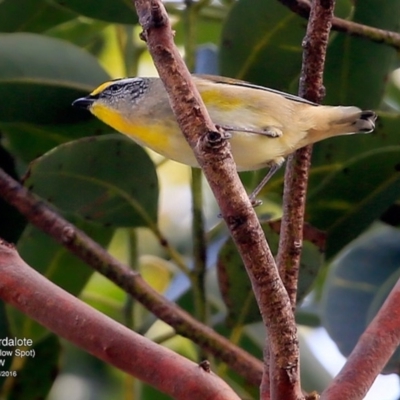 Pardalotus striatus (Striated Pardalote) at Undefined - 13 Jul 2016 by CharlesDove