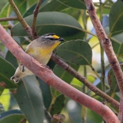 Pardalotus striatus at undefined - 13 Jul 2016