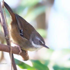 Sericornis frontalis (White-browed Scrubwren) at Red Head Villages Bushcare - 12 Jul 2016 by Charles Dove