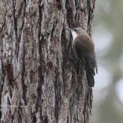 Cormobates leucophaea (White-throated Treecreeper) at Garrads Reserve Narrawallee - 10 Jul 2016 by Charles Dove